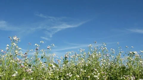 Butterflies Stock Footage 8776638