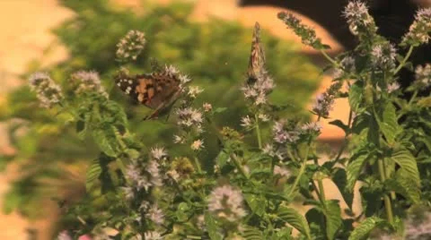 Butterflies Stock Footage 9269602