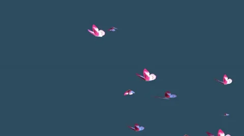 Butterflies 库存影片 10719546