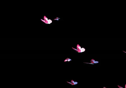 Butterflies 库存影片 10773005