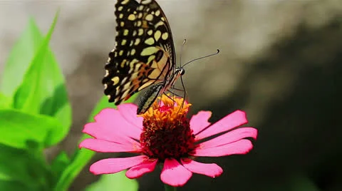 Butterflies Stock Footage 25056634