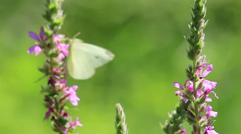 Butterflies Stock Footage 27799484