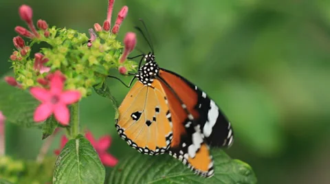 Butterflies Stock Footage 31898247