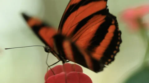 Butterflies Stock Footage 31898473