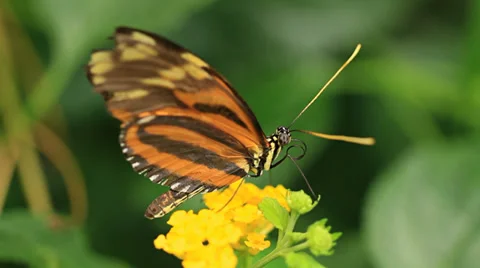 Butterflies Stock Footage 31898760