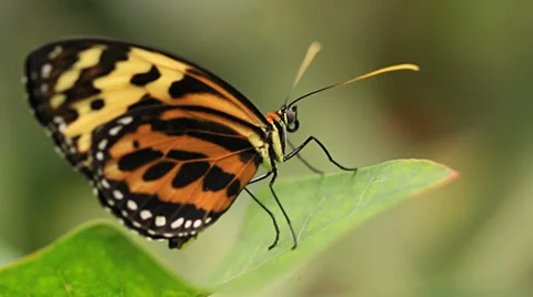 Butterflies Stock Footage 31899017