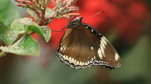 Butterflies Stock Footage 31899359