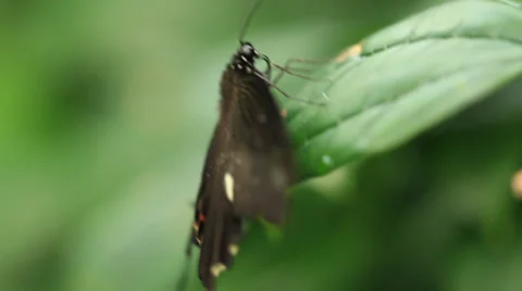 Butterflies Stock Footage 31899761