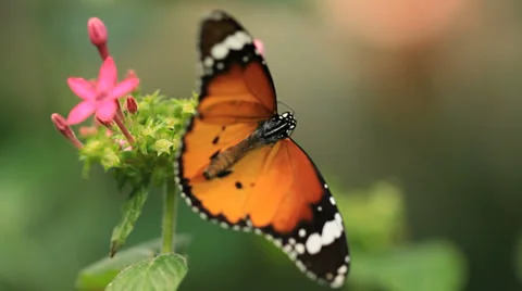 Butterflies Stock Footage 31899998