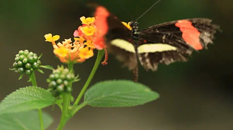 Butterflies Stock Footage 31900145
