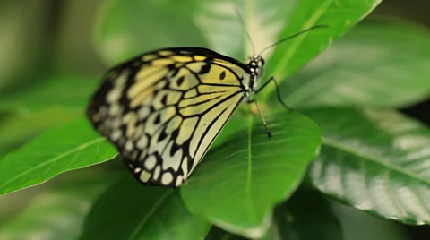 Butterflies Stock Footage 31900952