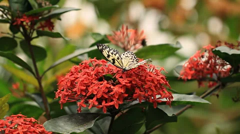 Butterflies Stock Footage 31901208