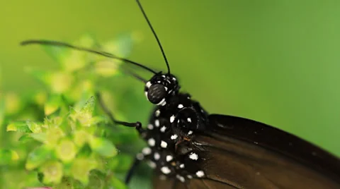 Butterflies Stock Footage 31901448
