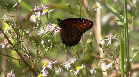 Butterflies Stock Footage 32424778