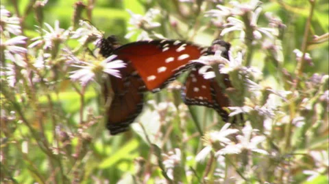 Butterflies Stock Footage 32424779