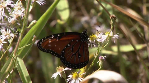 Butterflies Stock Footage 32424788