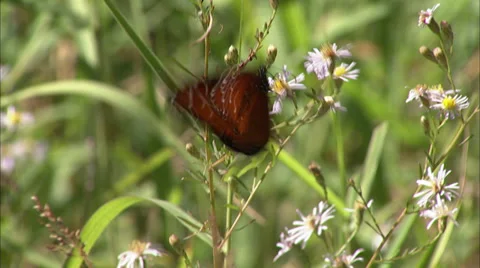 Butterflies Stock Footage 32424842