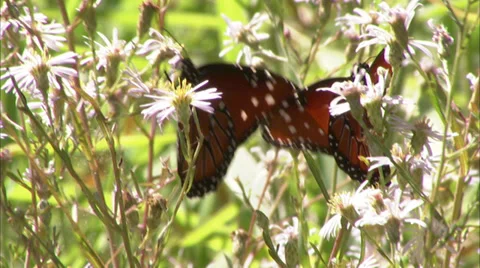 Butterflies Stock Footage 32424877