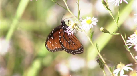 Butterflies Stock Footage 32424896
