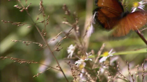 Butterflies Stock Footage 32424914