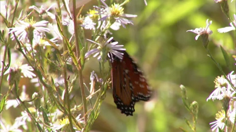 Butterflies Stock Footage 32424915