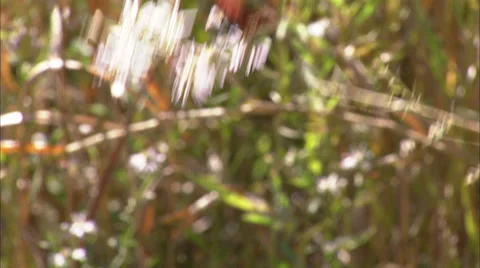 Butterflies Stock Footage 32424929