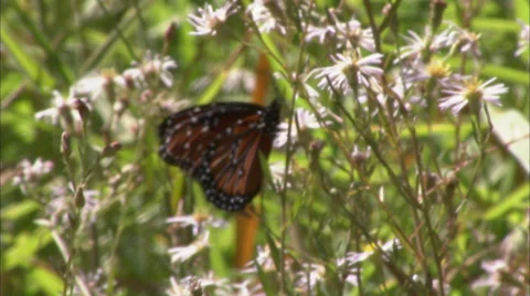 Butterflies Stock Footage 32424965