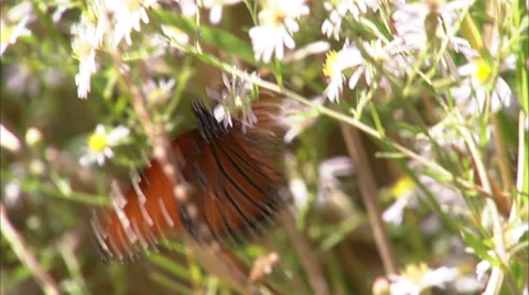 Butterflies Stock Footage 32425001