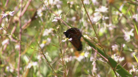 Butterflies Stock Footage 32425474