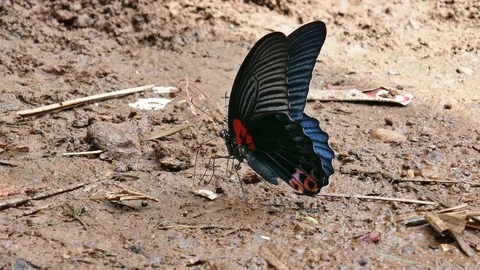 Butterflies  Stock Footage 81501131