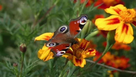 Butterflies Stock Footage 82447639