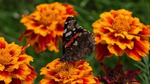 Butterflies Stock Footage 82447642