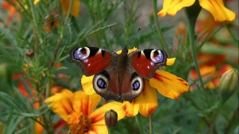 Butterflies Stock Footage 82447646