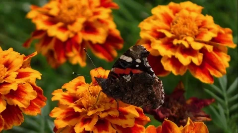 Butterflies Stock Footage 82447656