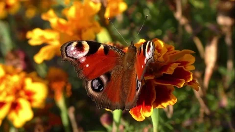 Butterflies Stock-Footage 82447671