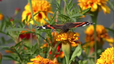 Butterflies Stock Footage 82447675