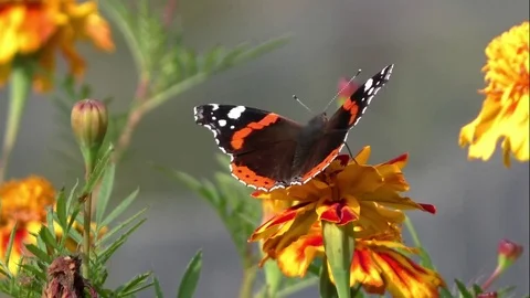 Butterflies Stock Footage 82447696