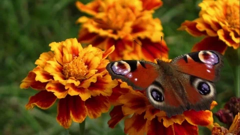 Butterflies 動画素材 82447702