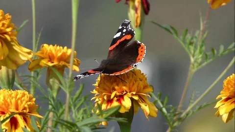 Butterflies Video stock 82447714