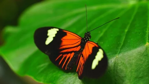 Butterflies Stock Footage 89459277