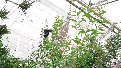 Butterflies Stock Footage 95538794