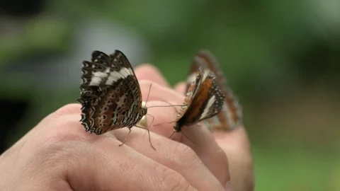 Butterflies 動画素材 112294047