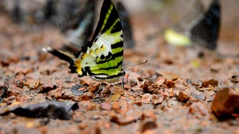 Butterflies Stock Footage 115562841