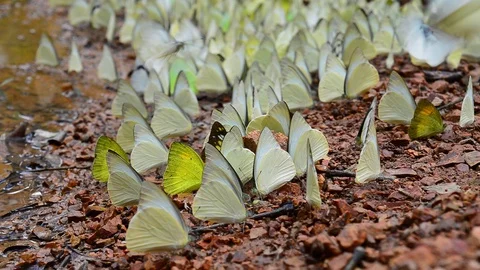 Butterflies Stock Footage 115562997
