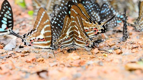 Butterflies Stock Footage 115563035