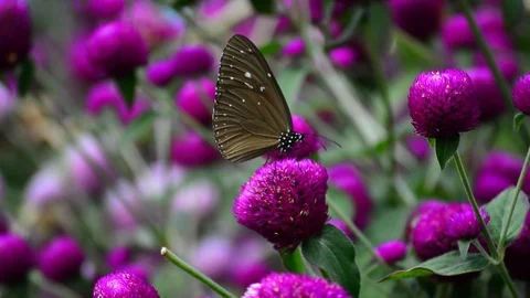 Butterflies Stock Footage 115563116