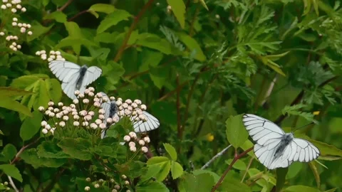 Butterflies Vídeos de archivo 134333125