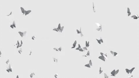 Butterflies Stock Footage 168652756