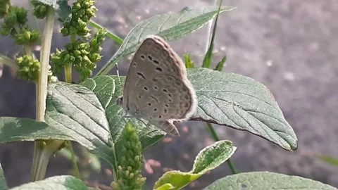 Butterflies Stock Footage 171945574