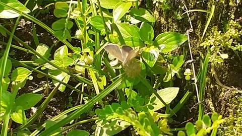 Butterflies Stock Footage 171946602